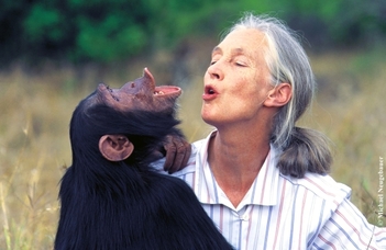 Jane Goodall nyomában