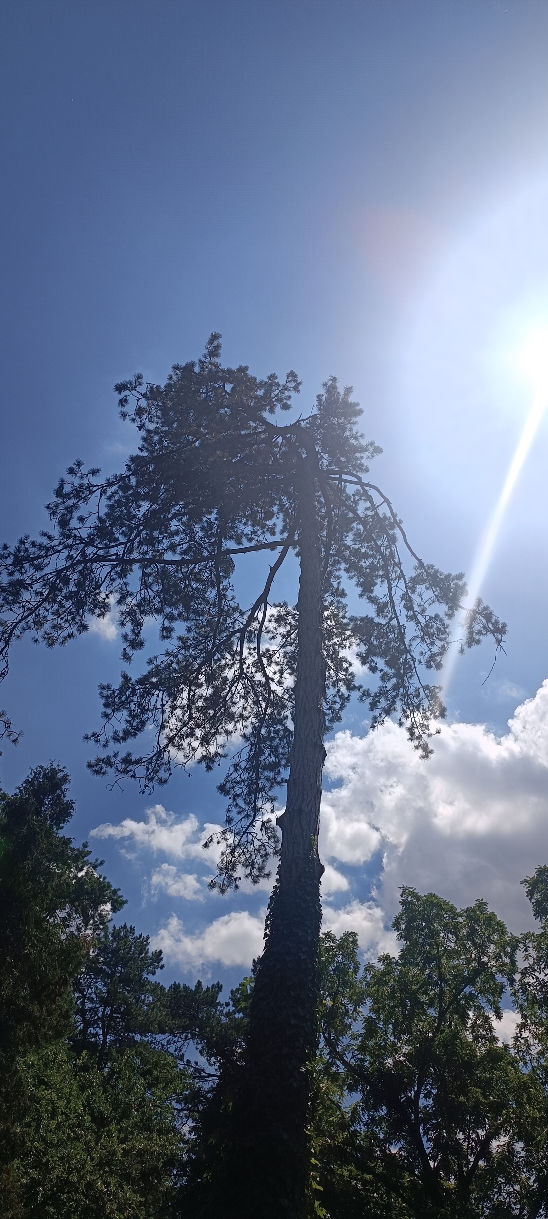A Scots pine in the blazing sun, viewed from below.